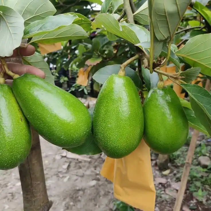 avacado