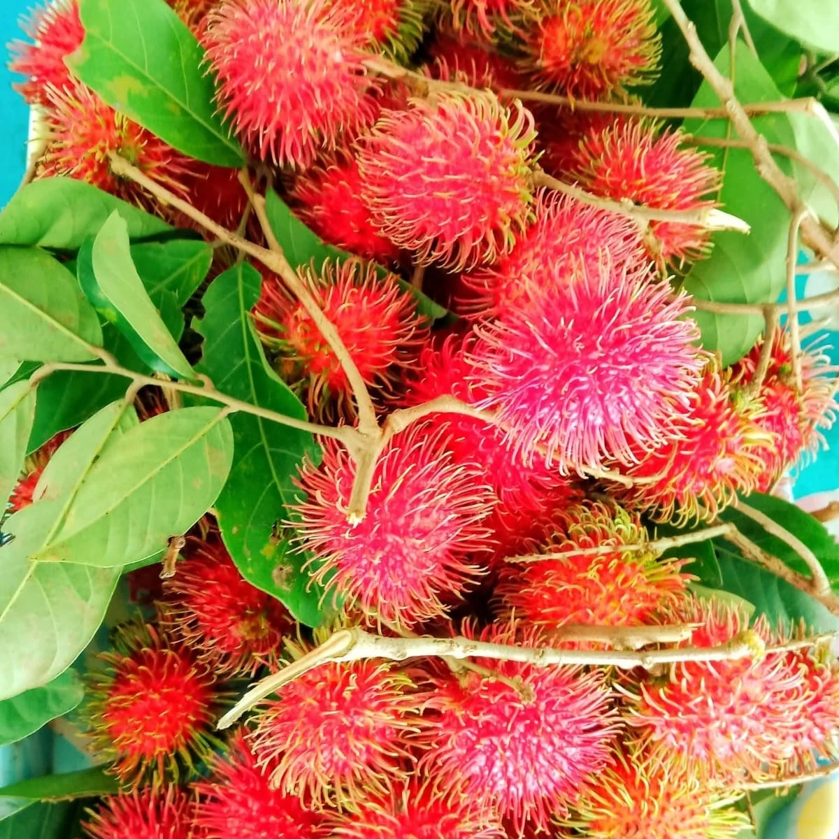 rambutan